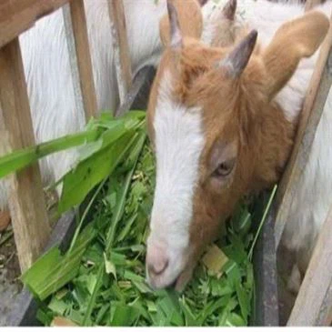 600kg-h-grain-crusher-chaff-cutter