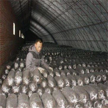 for-mushroom-farm-waste-mushroom-bag