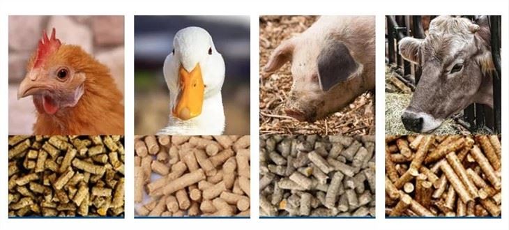 Feed Pellet Machine Pet Food Extruder